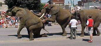 Elephants