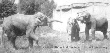 Elephant baseball