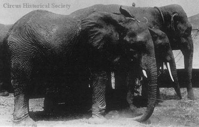 pygmy elephants
