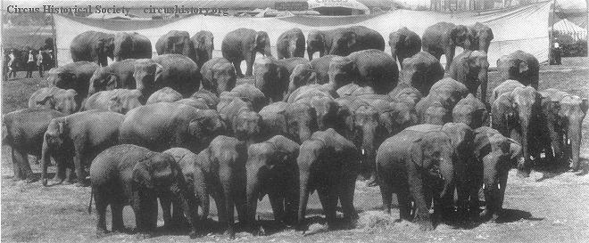 Fifty elephants
