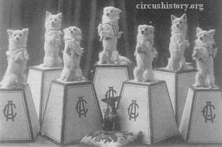 Madam A. Strakai's Siberian Spitz Dogs