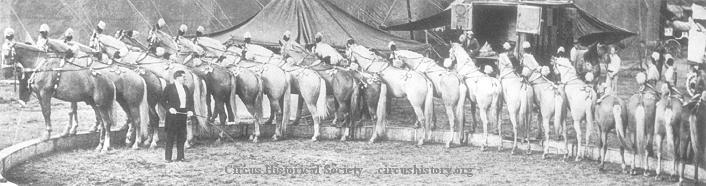 Palomino Horse Liberty Act