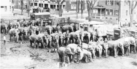 35 elephants