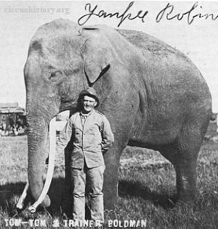 Elephant Tom-Tom