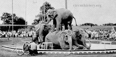 Hamid Morton elephants