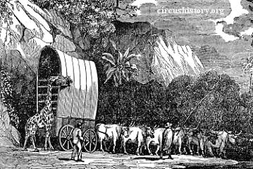 Giraffe and wagon
