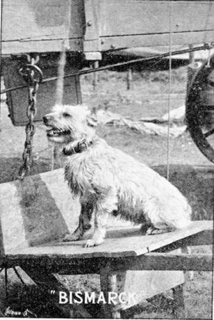 Bismark