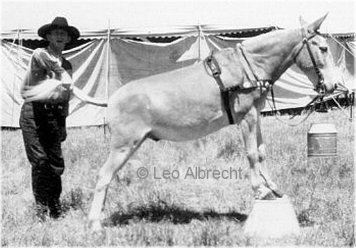 Bob Grubb, Trick Mule