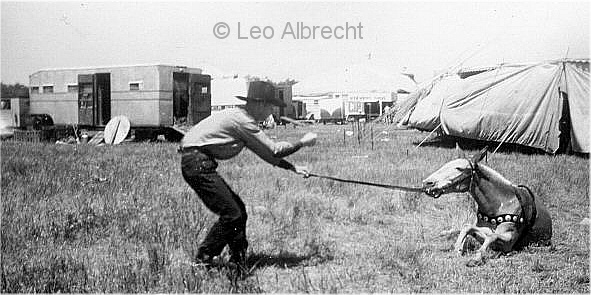 Bob Grubb, Trick Mule