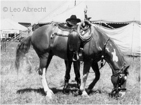 Bob Grubb, Trick Horse