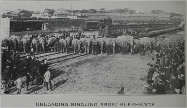 Ringling Bros. elephants